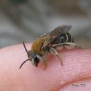 Solitary  bee: Gnathonomia thoracica Smith 1875