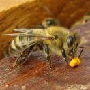 Bronze Certificate ,International Beekeeping Photography Competition