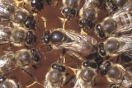 the first Slovenian bee queen born in Cambodia