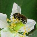 Solitary  bee: Ceratina (Ceratinidia) sp